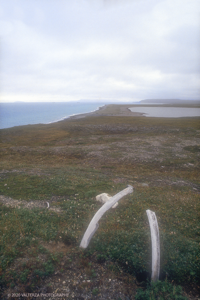 43 SIBERIA.jpg - Luglio/Agosto 1992. Siberia, terra dei Chukchi. Nell'oceano artico  125 Km a nord-est della penisola dei Chukchi (Siberia) c'Ã¨ l'isola di Wrangel, essa ospita piÃ¹ del doppio di specie vegetali (417) di qualsiasi territorio artico a paritÃ  di superficie nonchÃ¨ 30 specie diverse di uccelli oltre ad orsi polari, foche e trichechi ; per questo motivo   Ã¨ stata proclamata patrimonio dell'umanitÃ  dall'UNESCO. Nella foto il parco naturale dell'isola di Arakamchechen